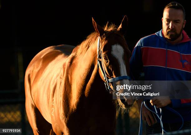 Trainer Nick Olive poses with Single Gaze after a trackwork session at Sandown Lakeside on March 6, 2018 in Melbourne, Australia. Single Gaze will be...