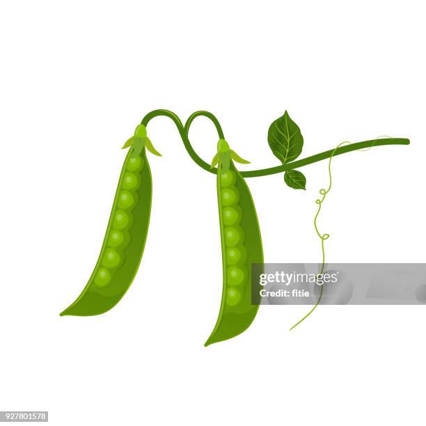 ilustrações, clipart, desenhos animados e ícones de vetor de ervilhas - green pea