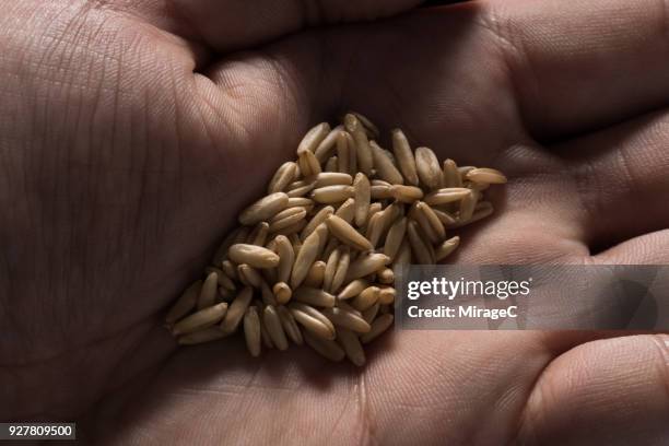 oat grains in palm - single seed stock pictures, royalty-free photos & images