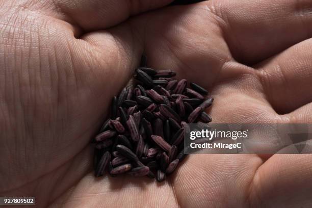 Sprouting Purple Rice 1,054 Purple Rice Stock Photos, High-Res Pictures, and Images - Getty ...