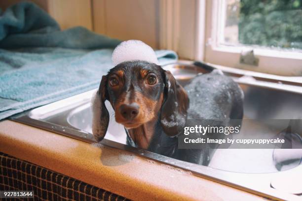 bath time - dog bath stock pictures, royalty-free photos & images