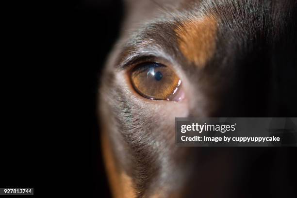 dog eye macro - puppy eyes stock pictures, royalty-free photos & images