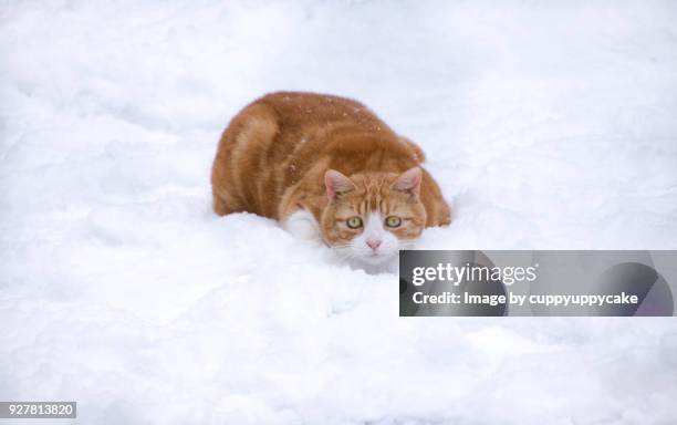 snow cat - crouching cat stock-fotos und bilder