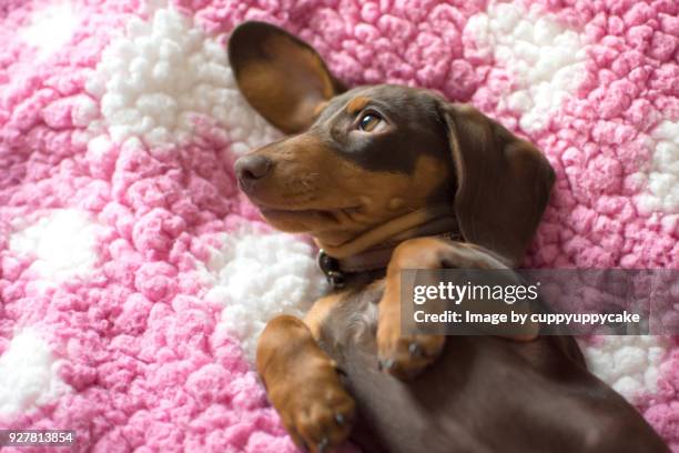 sweet girl - dachshund stock pictures, royalty-free photos & images
