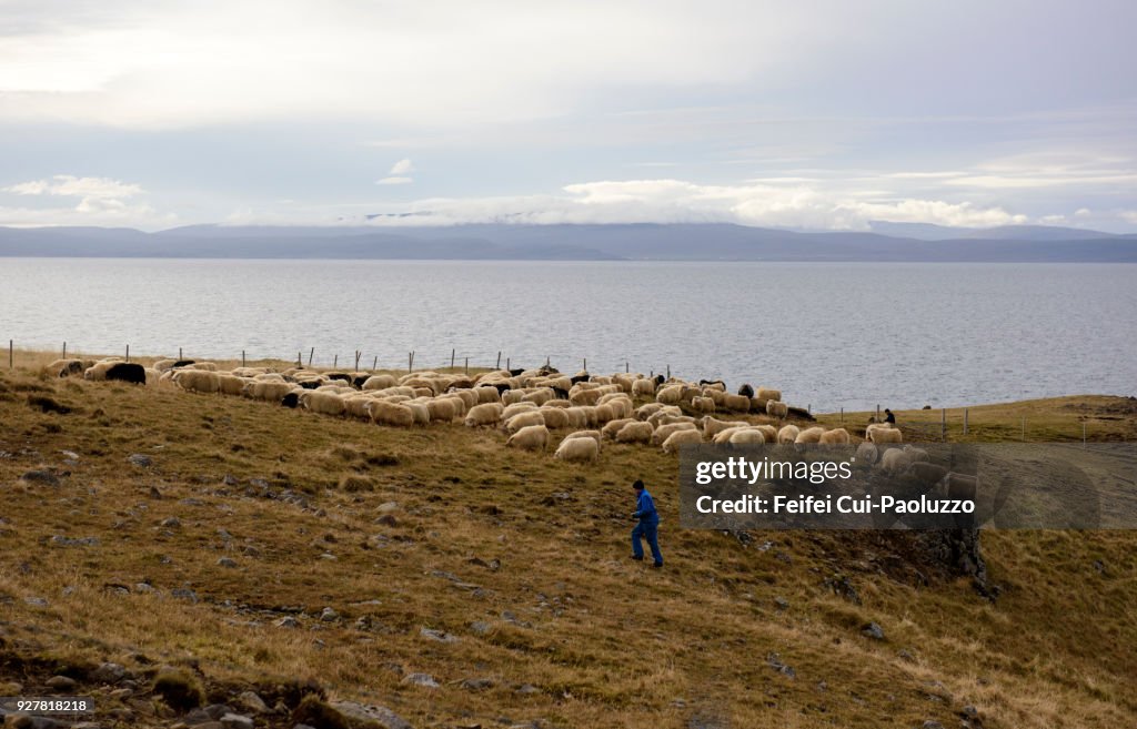 Large group of sheep at Vatnsnes, Northern Iceland