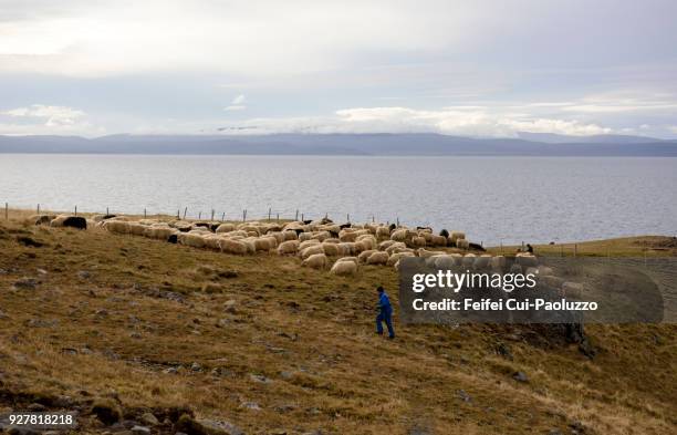 large group of sheep at vatnsnes, northern iceland - oveja islandesa fotografías e imágenes de stock