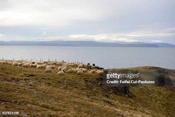large group of sheep at vatnsnes, northern iceland - icelandic sheep stock pictures, royalty-free photos & images