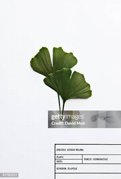 ginkgo biloba leafs - ginkgo stockfoto's en -beelden