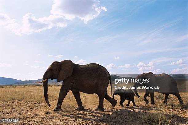 african elephant family on the move - savannah animals silhouette stock pictures, royalty-free photos & images