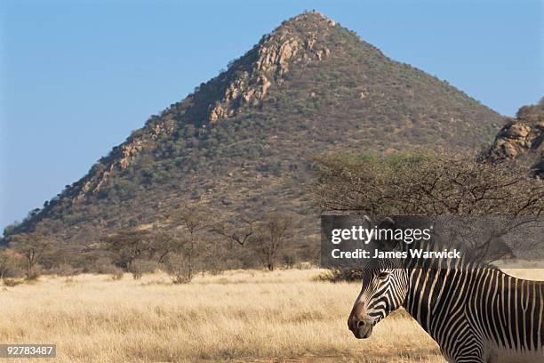 grevy's zebra look-out  - grevys zebra stock pictures, royalty-free photos & images