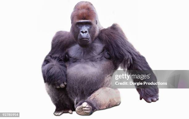 confident male gorilla - endangered species white background stock pictures, royalty-free photos & images