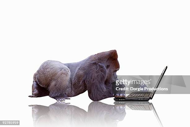 thoughtful gorilla working on laptop - endangered species white background stock pictures, royalty-free photos & images