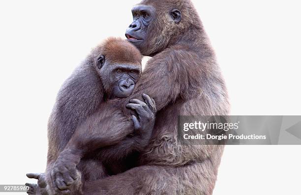 mother and baby gorilla - gorilla love 2 stockfoto's en -beelden