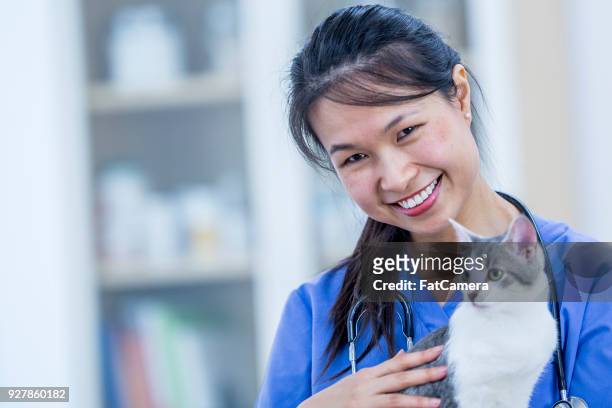 vet with a cat - fat cat stock pictures, royalty-free photos & images