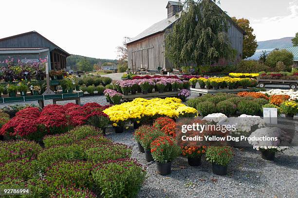 garden center in the autumn - manchester vermont fotografías e imágenes de stock