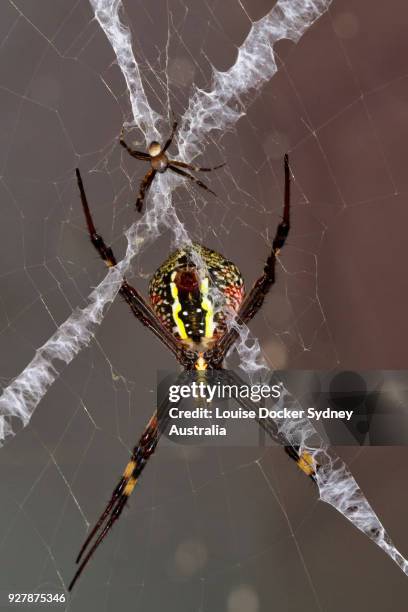 female and male st andrews cross spider in a web - the penrose stock pictures, royalty-free photos & images
