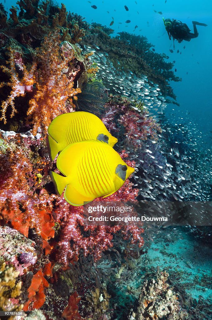 Butterflyfish and diver