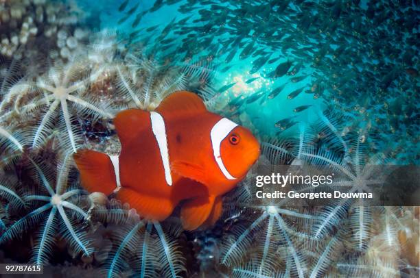 Sweeper Fish Photos and Premium High Res Pictures - Getty Images