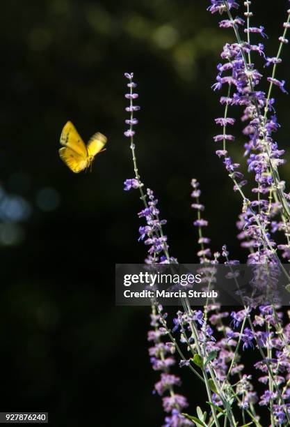flittering butterfly and purple sage - flitter foto e immagini stock