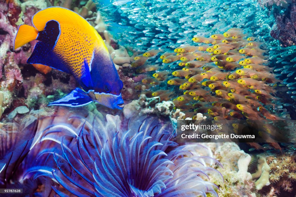 Angelfish and Sweepers.