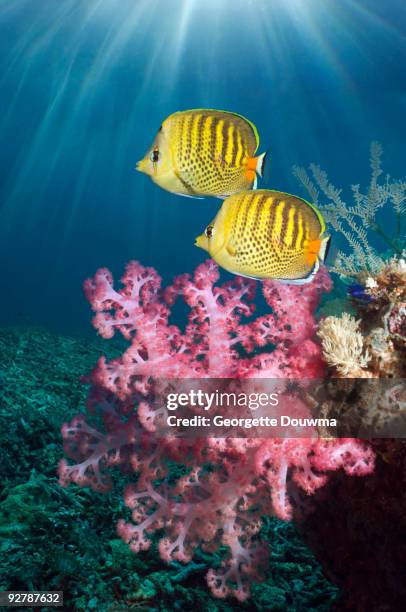 spot-banded butterflyfish - pesce farfalla foto e immagini stock