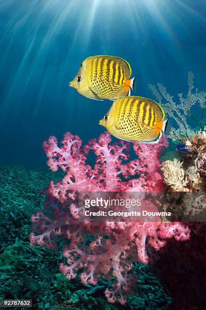 spot-banded butterflyfish - butterflyfish stock pictures, royalty-free photos & images