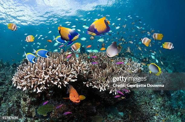 fish over coral reef. - coral hind stock pictures, royalty-free photos & images
