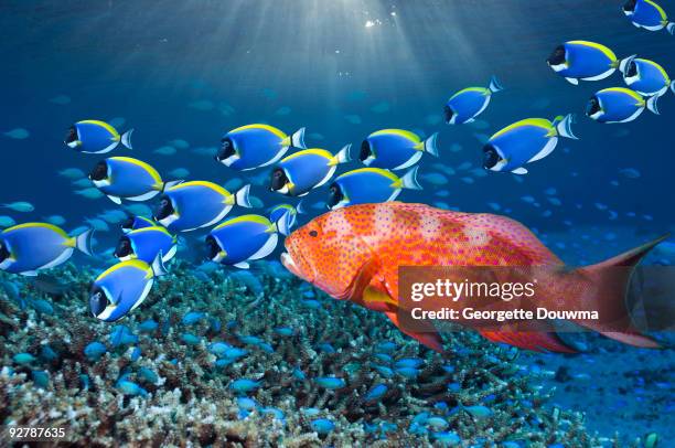 grouper and powder-blue surgeonfish - surgeonfish stock pictures, royalty-free photos & images