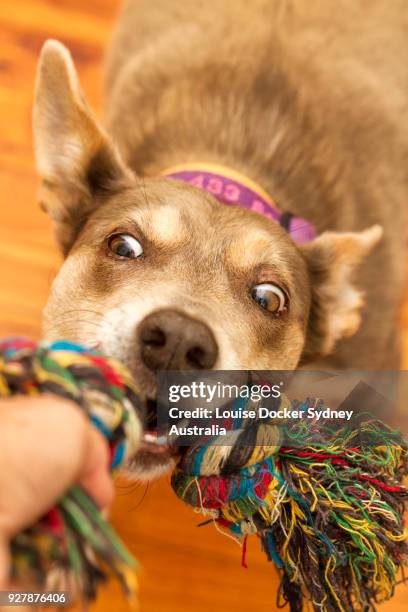 australian kelpie pulling on rope toy - ear pulling stock pictures, royalty-free photos & images