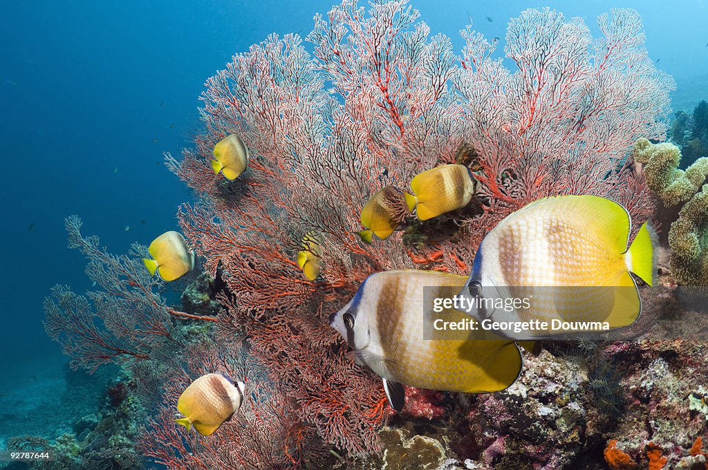 Butterflyfish