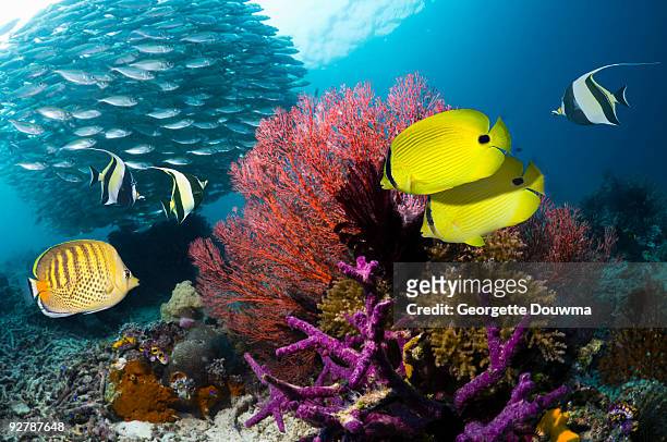 coral reef with fish - halfterfisch stock-fotos und bilder