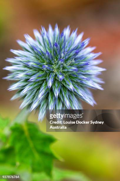 echinops flower causing a strange visual effect - louise docker sydney australia stock pictures, royalty-free photos & images