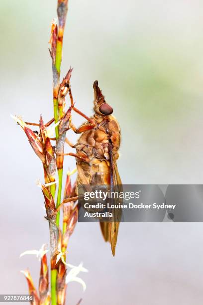 strange fly on a stem - the penrose stock pictures, royalty-free photos & images