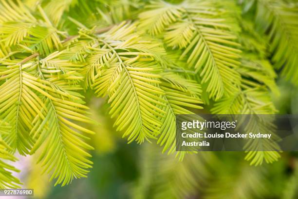 swamp cedar leaves close up - the penrose stock pictures, royalty-free photos & images