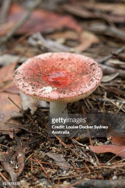 close up of pretty coloured fungi - the penrose stock pictures, royalty-free photos & images