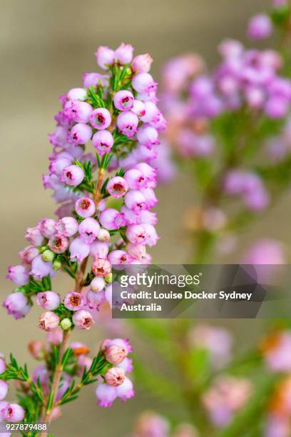 close up of pink erica flowers - the penrose stock pictures, royalty-free photos & images