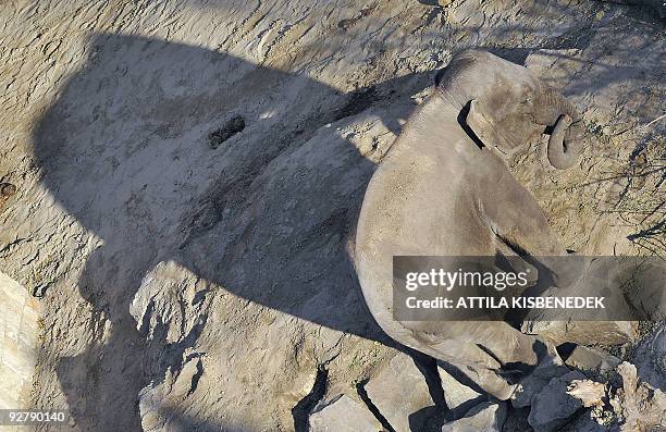 Nine-year-old bull elephant Assam makes its first steps at Budapest Zoo and Botanic Garden on October 30, 2009 as the 3-ton animal is let out to the...