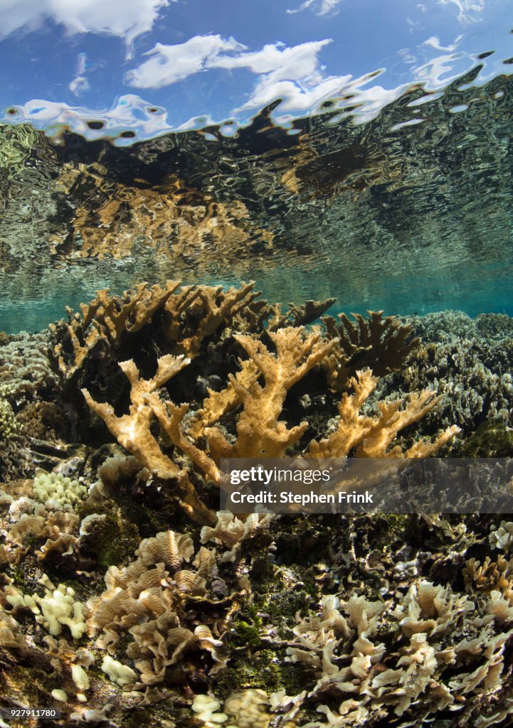 A healthy stand of Elkhorn coral (Acropora palmata), Cordelia Banks, Bay Islands.