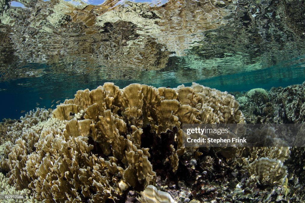 Field of hard corals at Cordelia Banks, Honduras