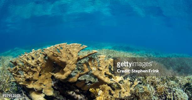 elkhorn and staghorn coral, types of branching coral cover a large area in the cordelia banks, honduras. - branching coral stock pictures, royalty-free photos & images