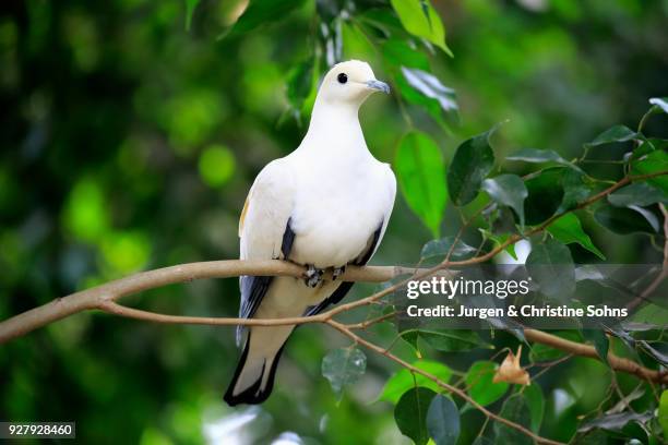 pied imperial pigeon (ducula bicolor), adult, sitting in tree, captive - pigeon ducula stock pictures, royalty-free photos & images