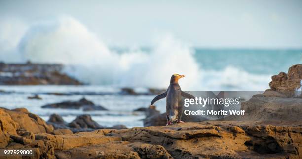 yellow-eyed penguin, hoiho (megadyptes antipodes) on rock, drying its wings, petrified forest, curio bay, southlands, south island, new zealand - curio bay new zealand stock pictures, royalty-free photos & images