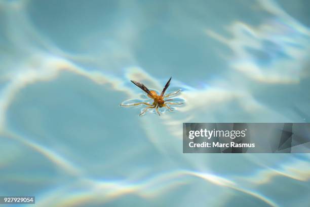 red wasp (polistes carolina) stands on water surface and drinks, tucson, arizona, usa - polistes wasps stock pictures, royalty-free photos & images