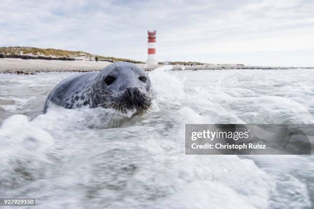 grey seal (halichoerus grypus) in the water, at back lighthouse, north sea, helgoland-duene, heligoland, germany - knubbsäl bildbanksfoton och bilder