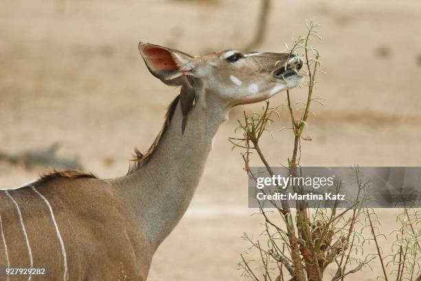 greater kudu (tragelaphus strepsiceros) feedind on a bush, with a red-billed oxpecker (buphagus erythrorhynchus) picking on its neck, south luangwa national park, zambia - picoteador de pico rojo fotografías e imágenes de stock