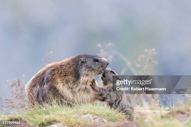 alpine marmot (marmota marmota), mother with young, hohe tauern national park, carinthia, austria - jungtier stock-fotos und bilder