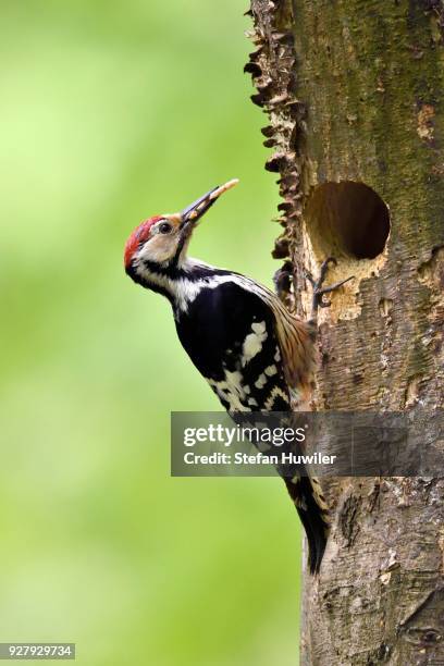 white-backed woodpecker (dendrocopos leucotos), male with food in the beak at the nesting hole, buekk national park, hungary - turtles nest stock pictures, royalty-free photos & images