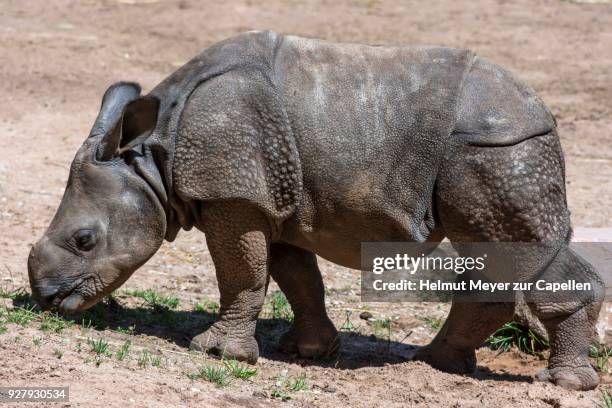 young indian rhinoceros (rhinoceros unicornis), captive - great indian rhinoceros stockfoto's en -beelden