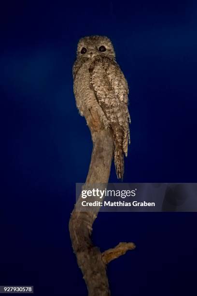 great potoo (nyctibius grandis) sitting on branch at night, camouflaged, pantanal, mato grosso do sul, brazil - great potoo nyctibius grandis stock pictures, royalty-free photos & images