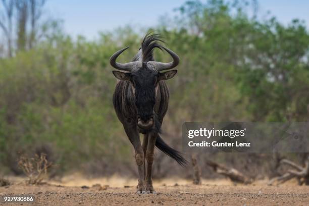 blue wildebeest (connochaetes taurinus), mashatu game reserve, tuli block, botswana - hartebeest botswana stockfoto's en -beelden